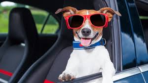 🐾 Pet Travel